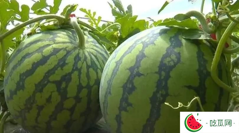 吃瓜网：今日热门大瓜，吃瓜在线观看